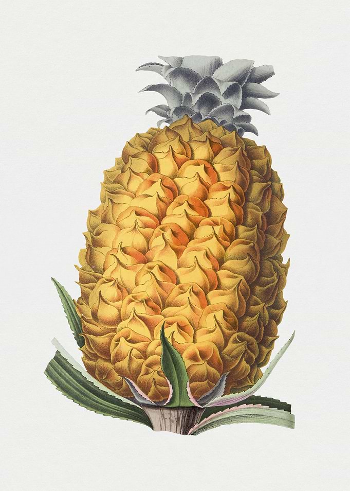 Vintage Pineapple Illustration