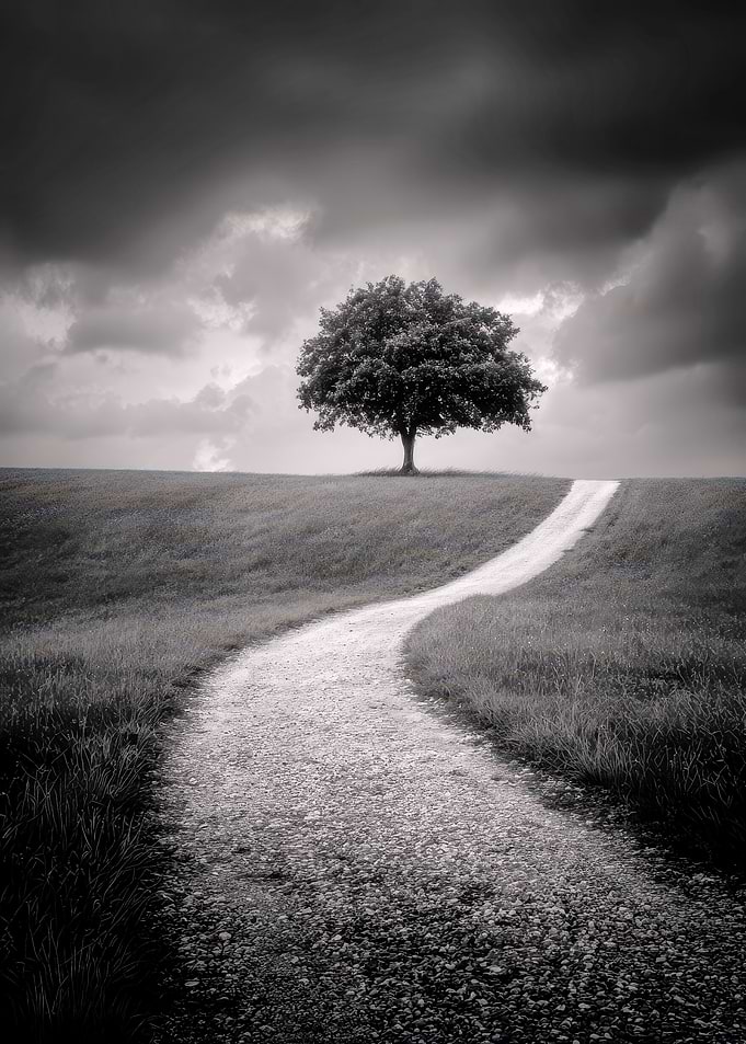 Solitary Tree on a Winding Path