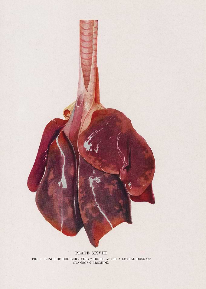 Dog Lungs After Cyanogen Bromide