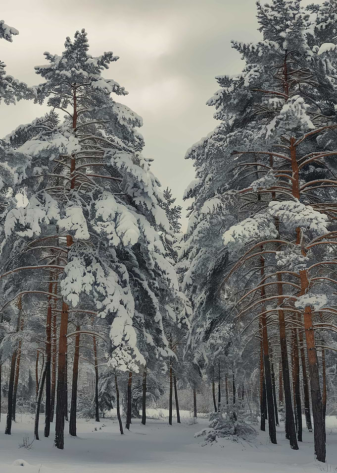 Pine forest Snow