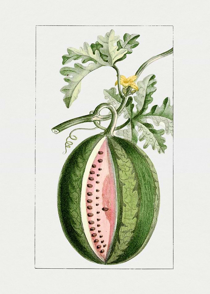 Watermelon with Flower and Leaves