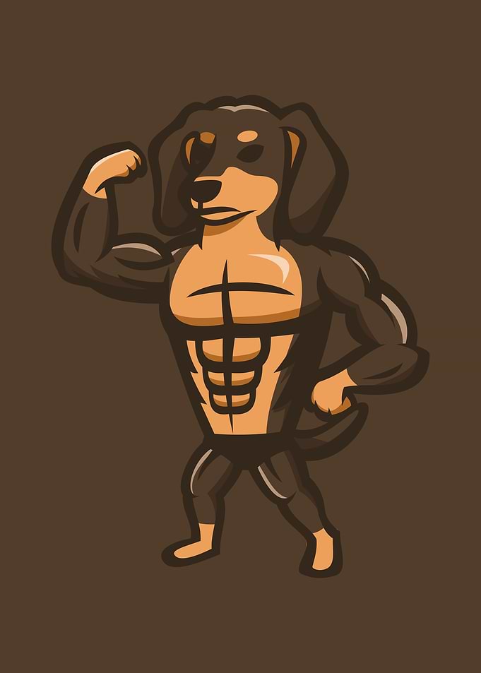 Strong Bodybuilder Dachshund