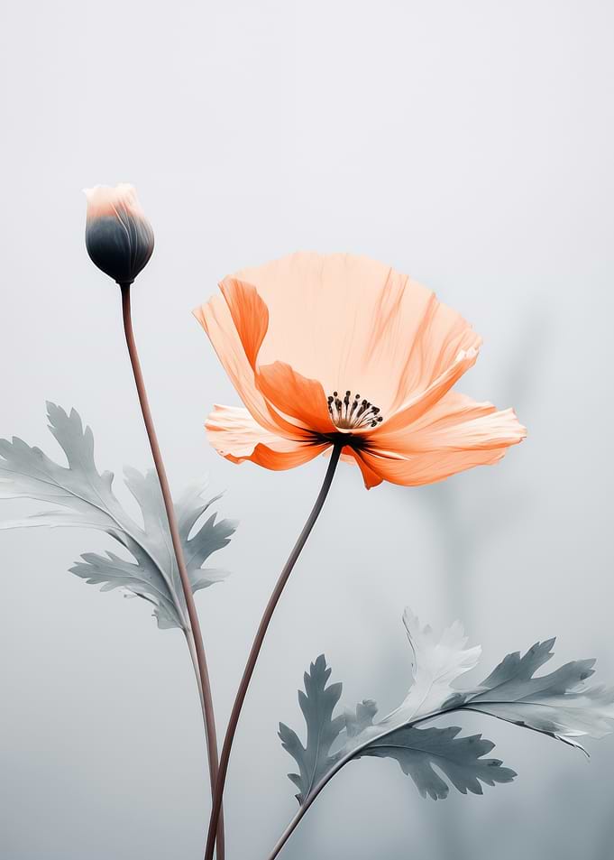 Orange Poppy Flower and Bud