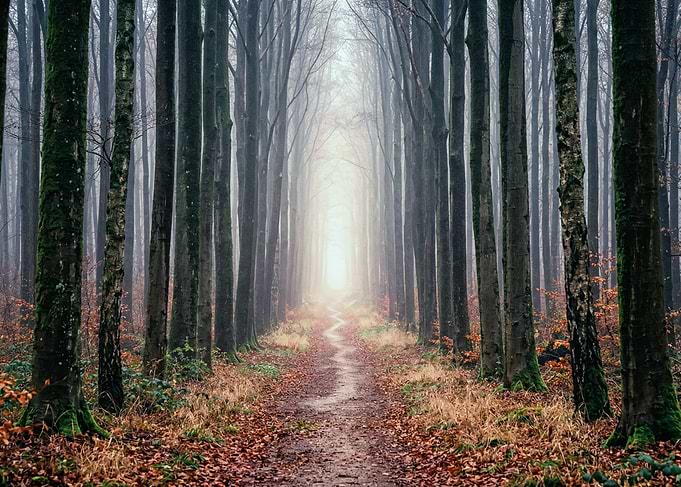 Misty Forest Path with Light