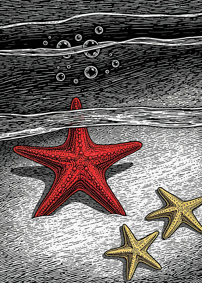 Starfish Underwater Scene