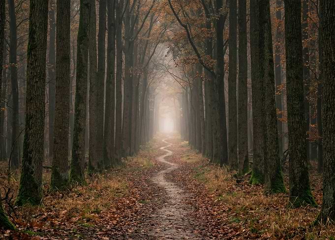 Winding Path Through Autumn Forest