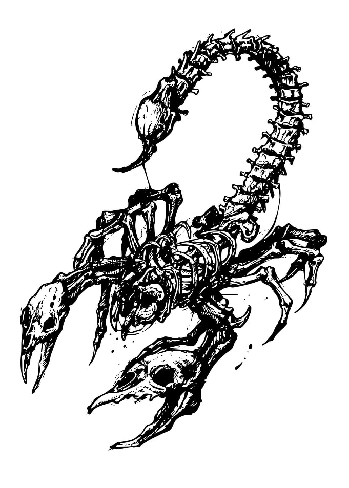 Scorpion Skeleton Illustration