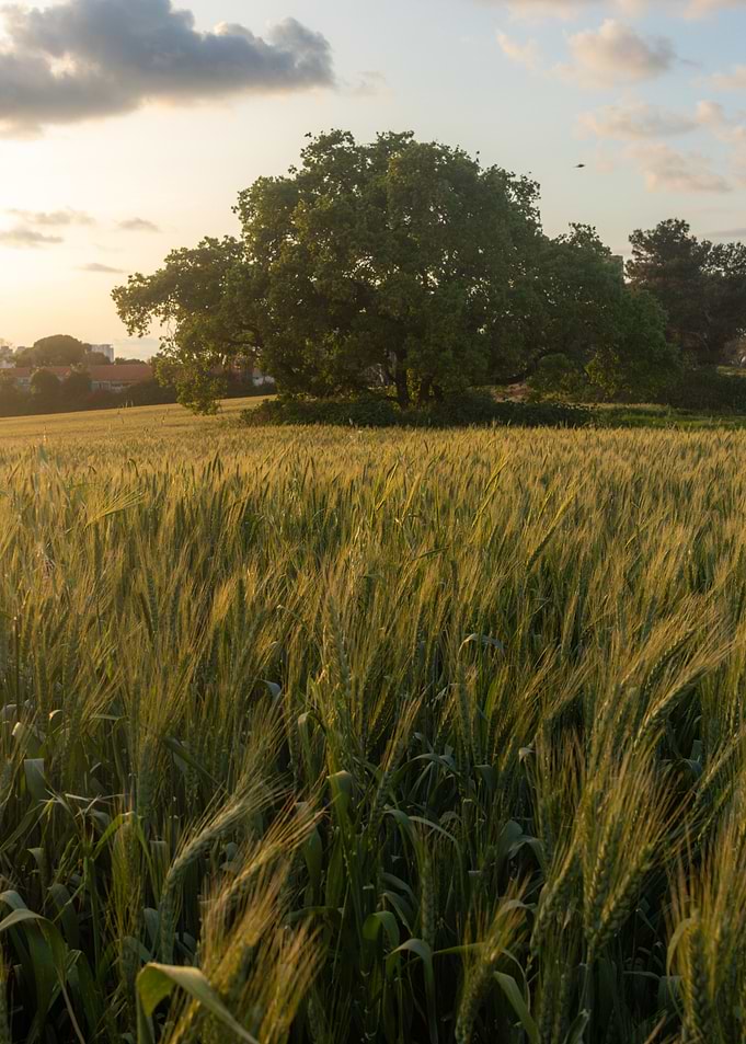 Golden Wheat Field at Sunset