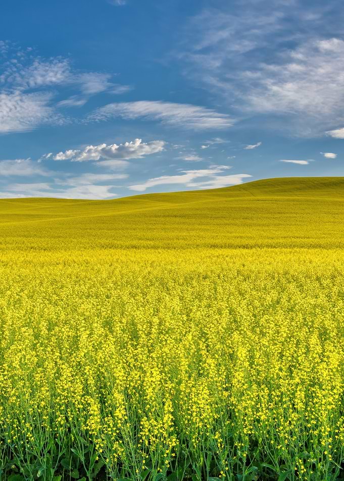Vast Yellow Field Under Blue Sky