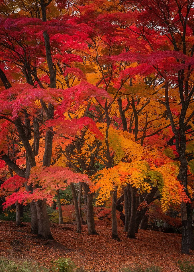 Autumn Forest Canopy