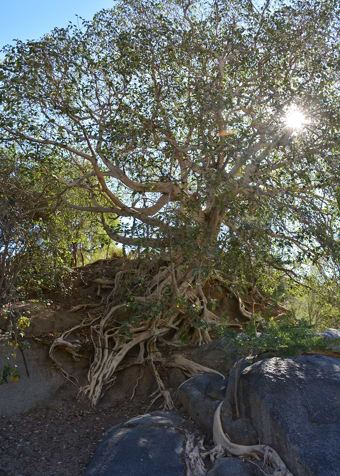 Baja Banyan Tree