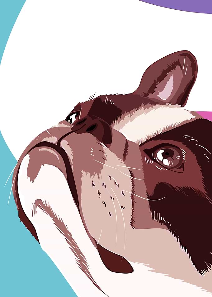 French Bulldog Portrait
