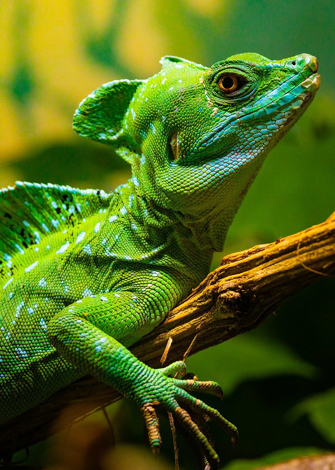 Green Basilisk Lizard