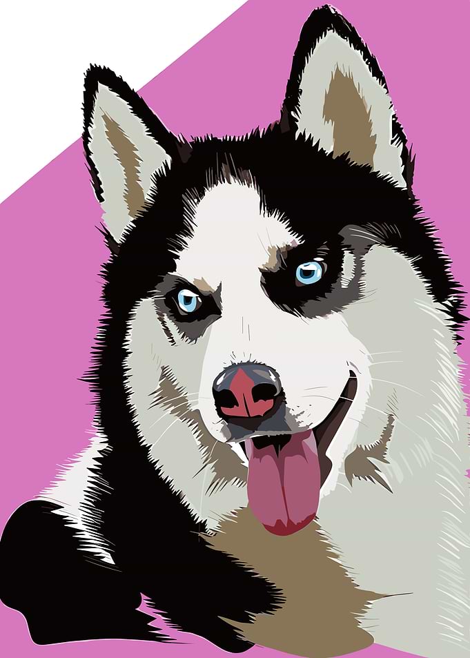 Husky Dog Portrait