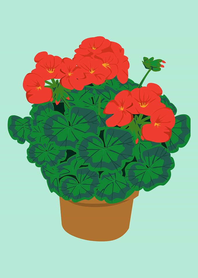 Potted Red Geraniums