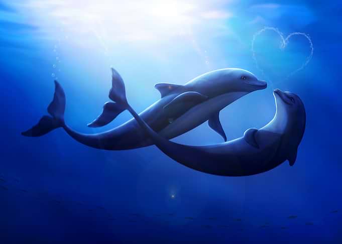 Two Dolphins in Love