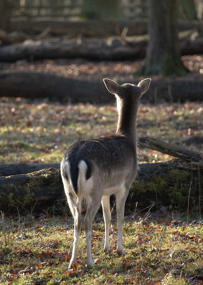 Deer in a sunlit forest
