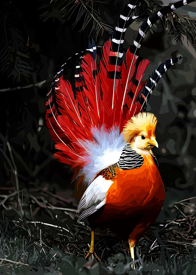 Royal Pheasant Bird