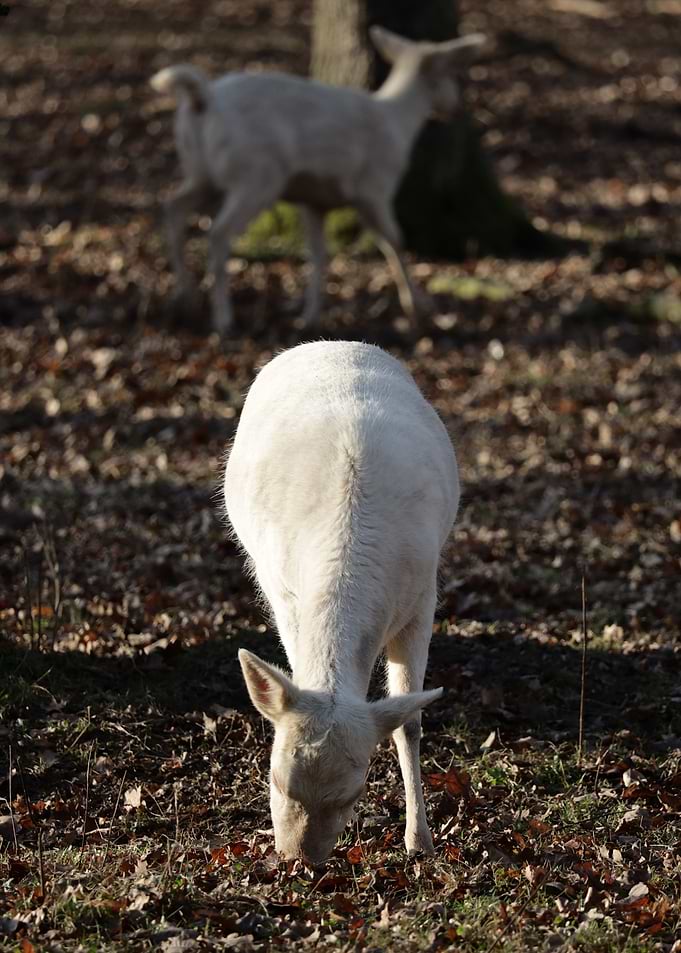 Albino Deer Grazing in Forest