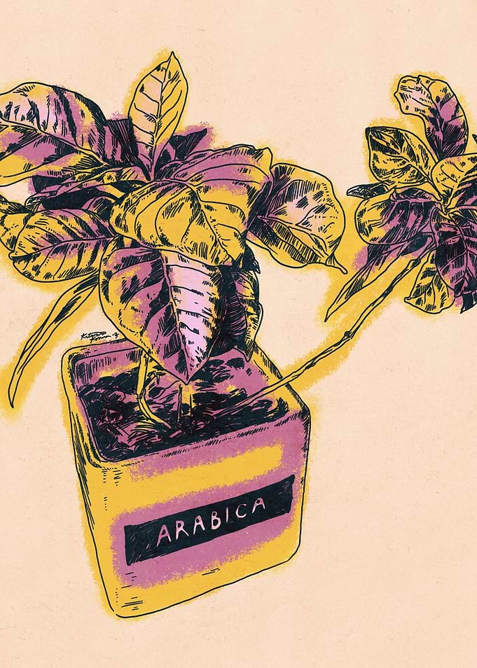 Arabica