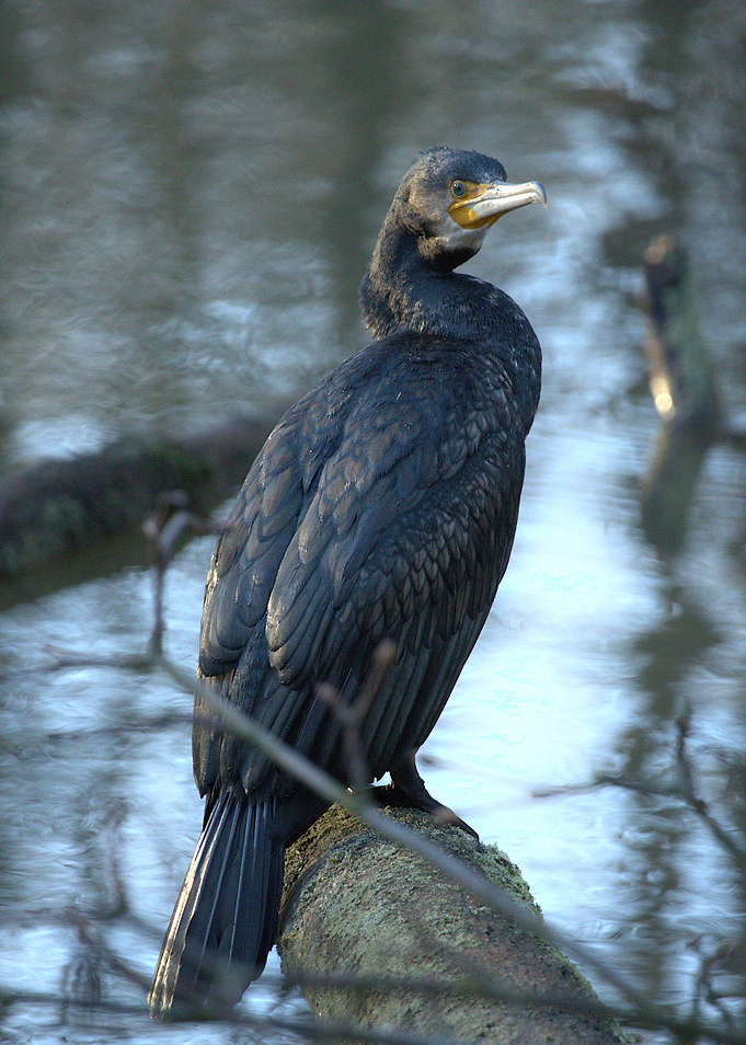 Cormorant perched on a branch