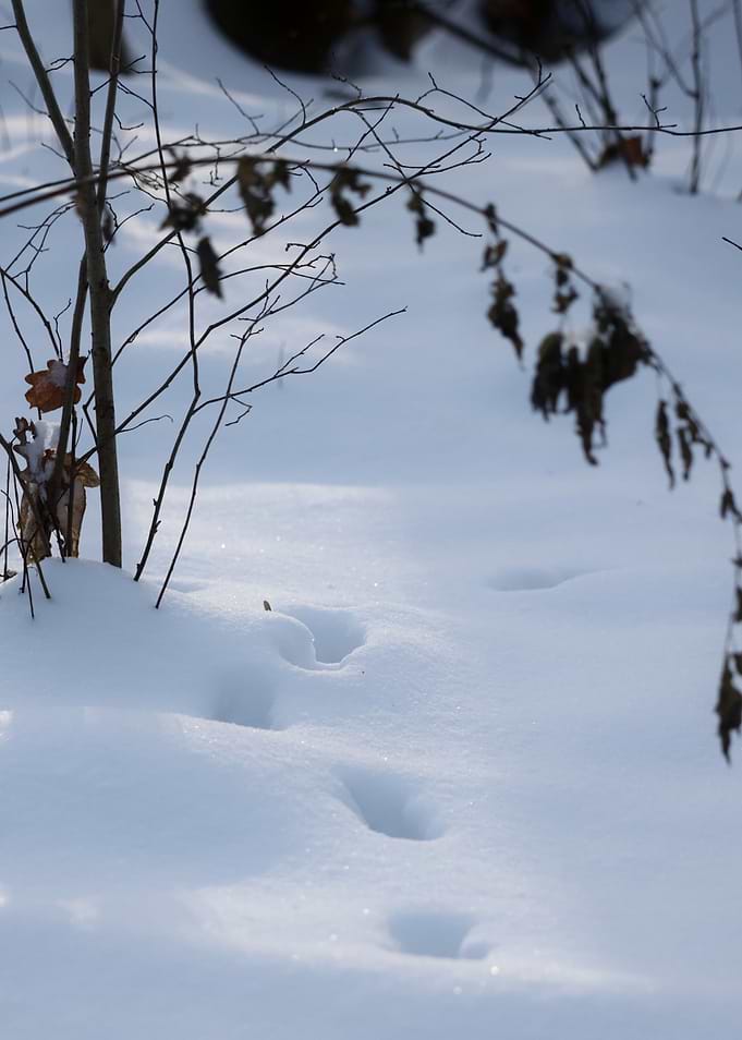 Animal tracks in fresh snow