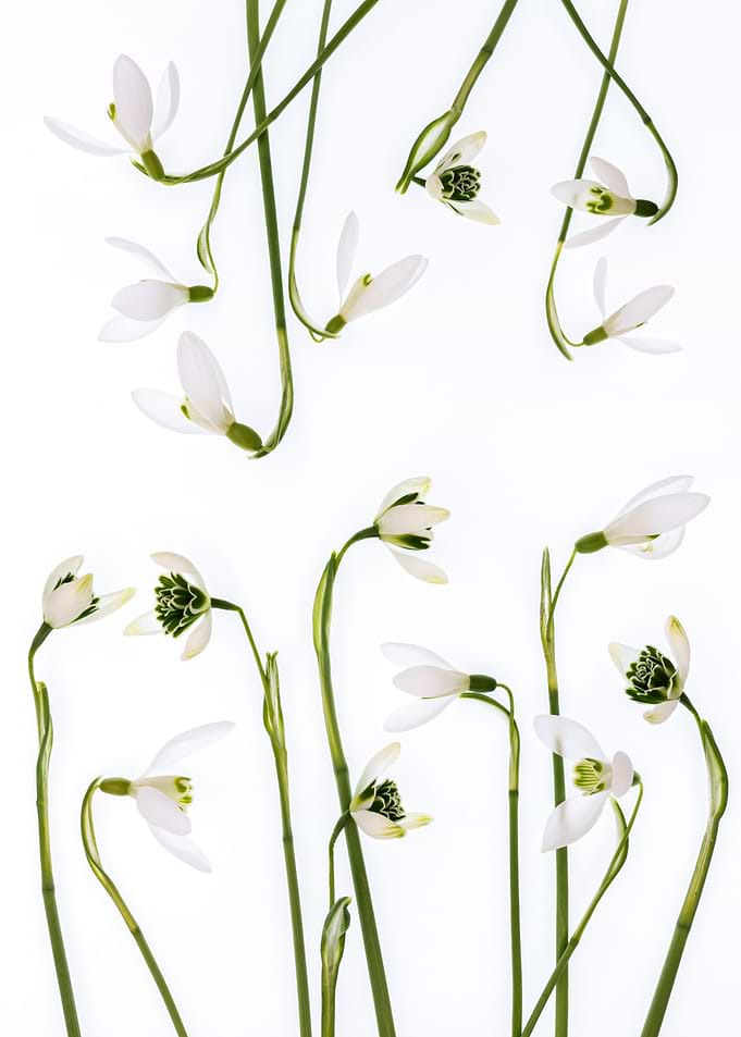 Delicate Snowdrops on White Background