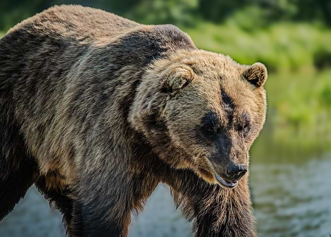 Alaskan Grizzly
