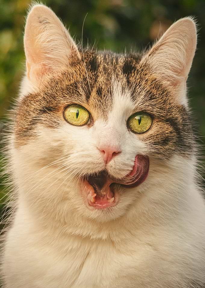Cat licking its nose