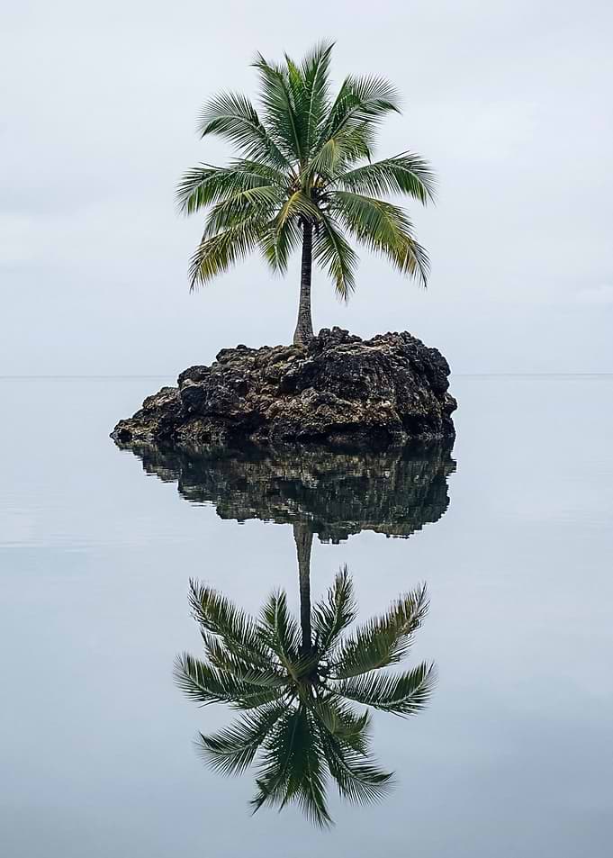 Palm Tree Island Reflection