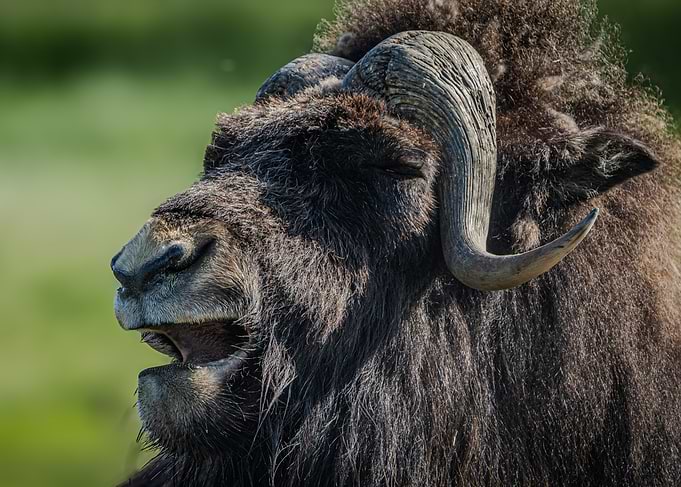 Musk Ox Close-up