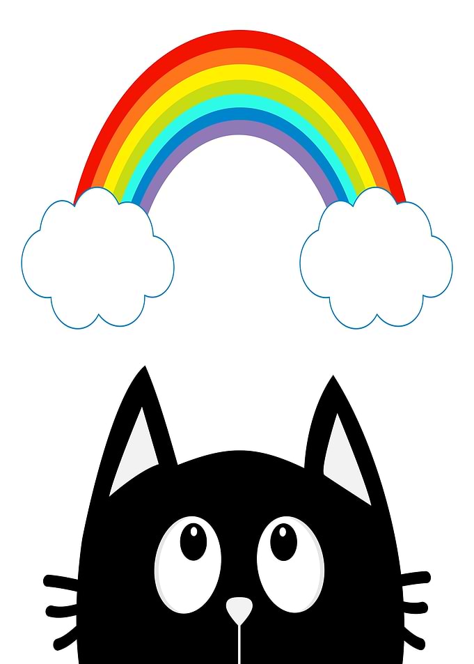 Cute Black Cat Looking At Rainbow