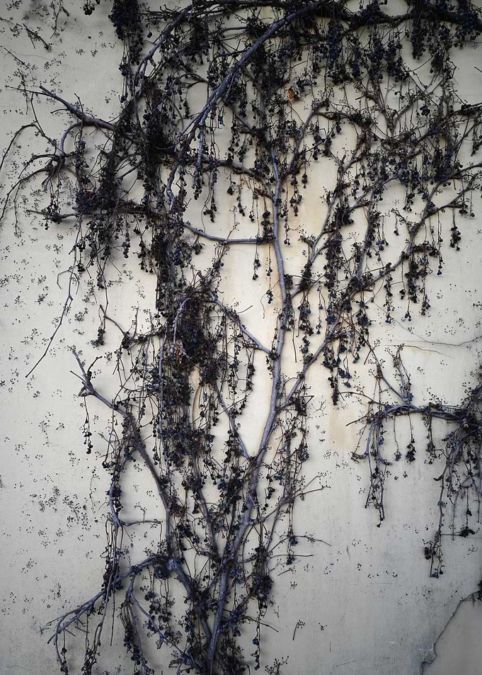 Withered Vine on Textured Wall