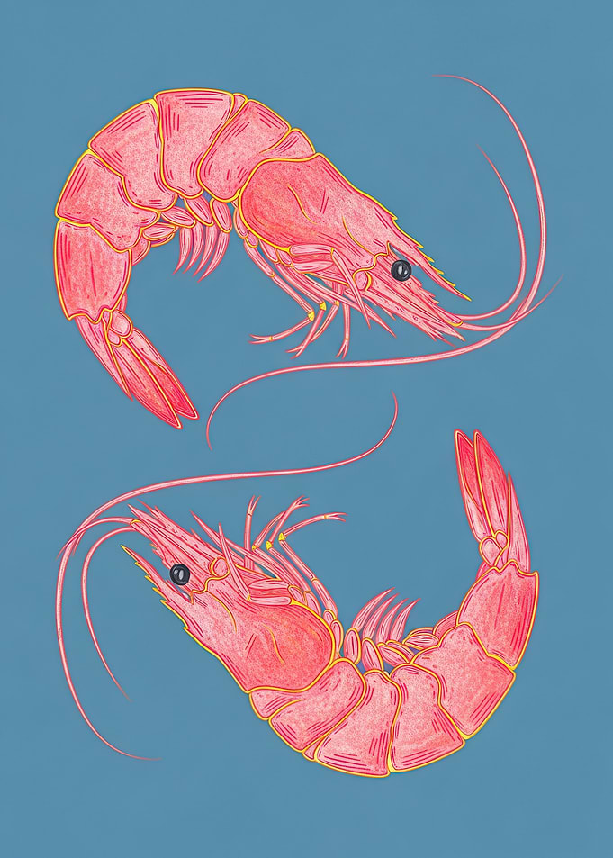 Two Pink Shrimp on Blue Background