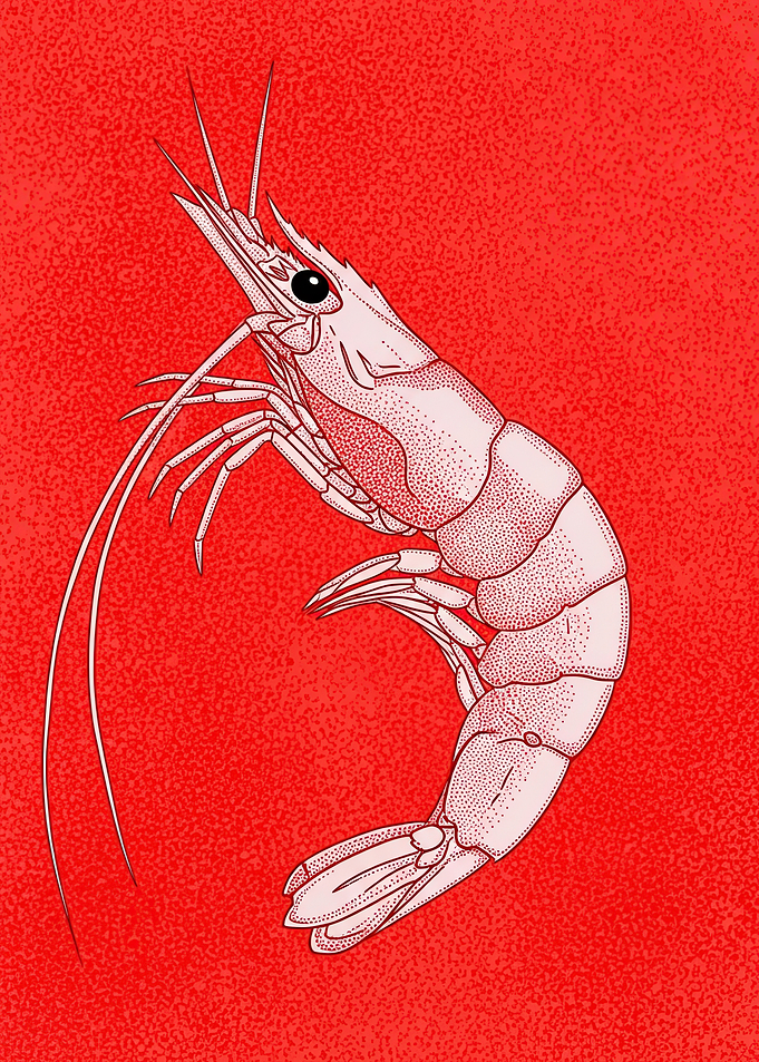 Illustration of a Pink Shrimp on Red Background
