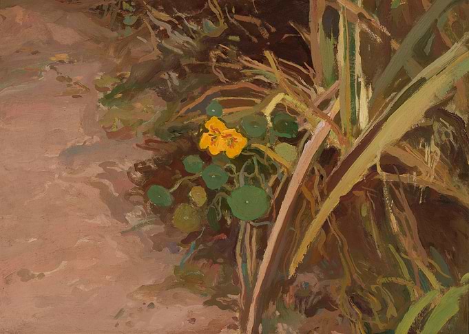 Nasturtium Flower in Garden