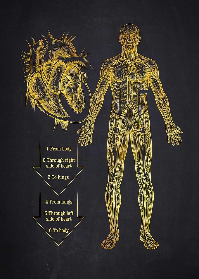 Human Circulatory System