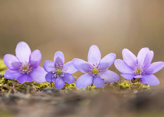 Four Purple Flowers in a Row