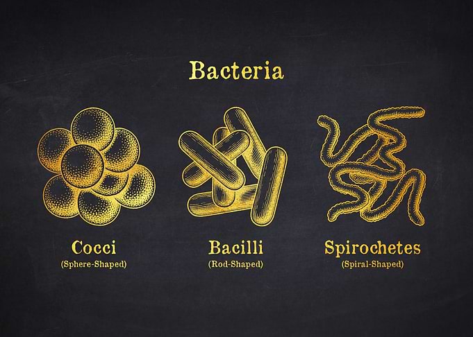 Types of Bacteria