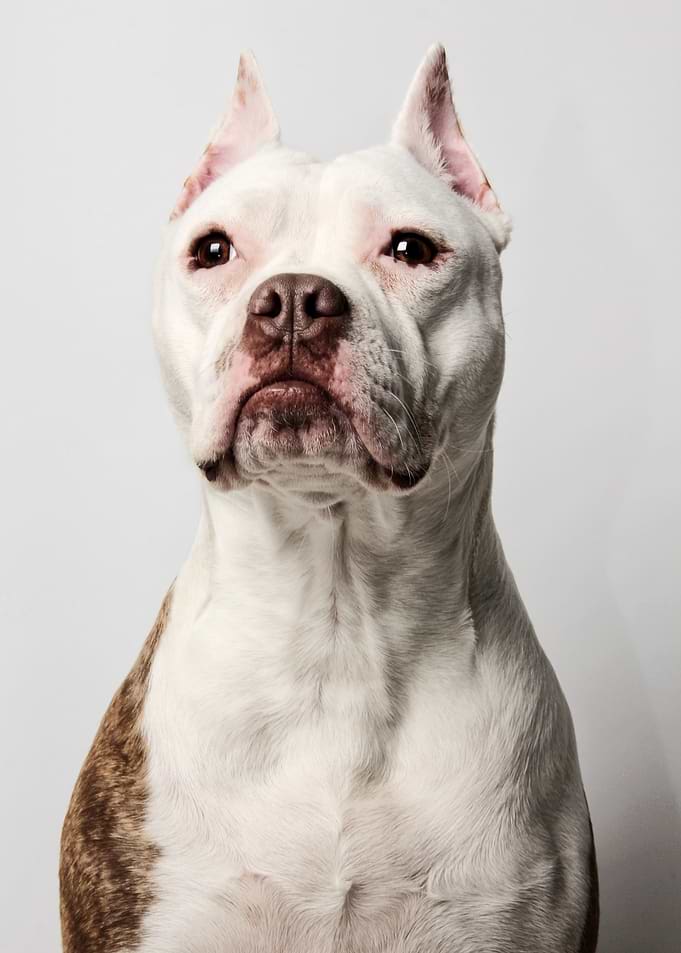 American Pit Bull Terrier Portrait
