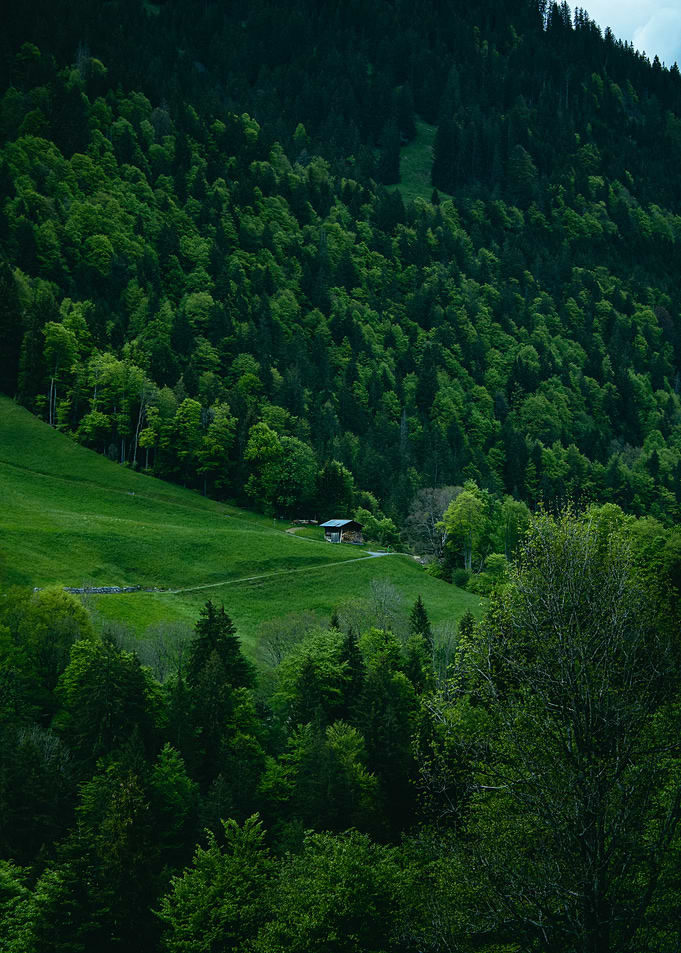 Alpine Meadow with Forest and Cabin