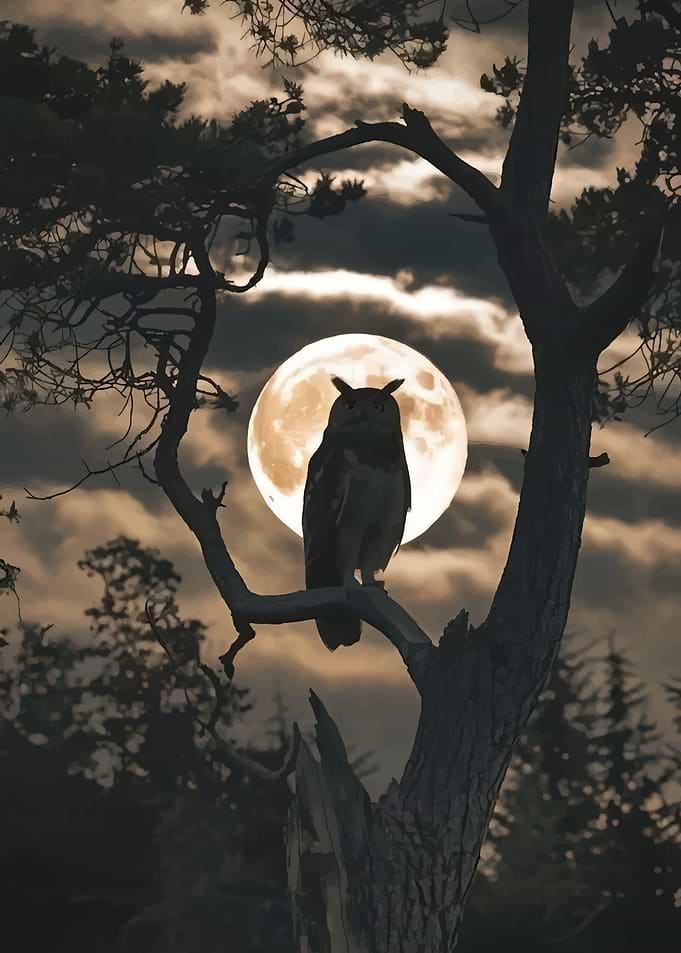 Owl on a branch under the moon