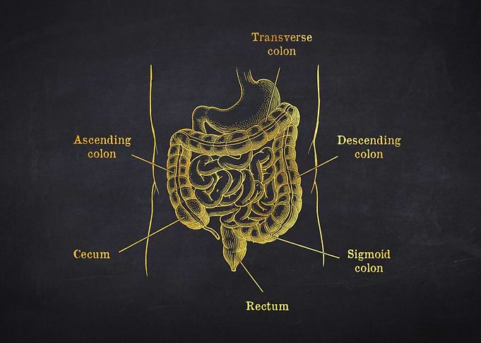 Large Intestine and Colon Anatomy
