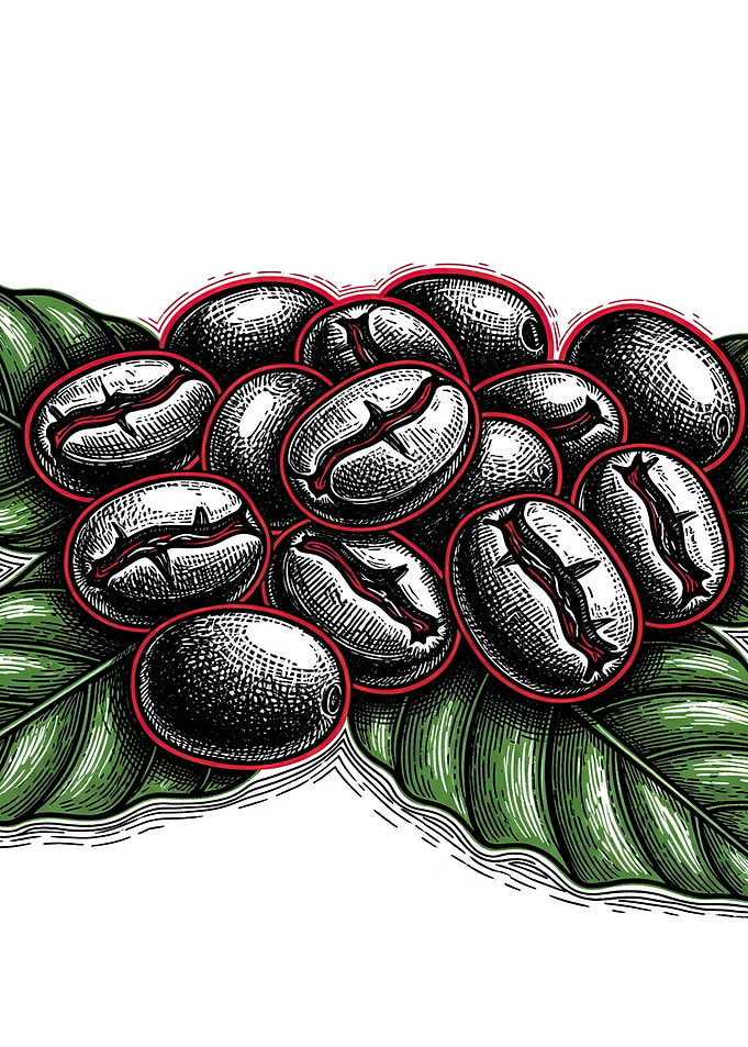 Coffee Beans on Leaves