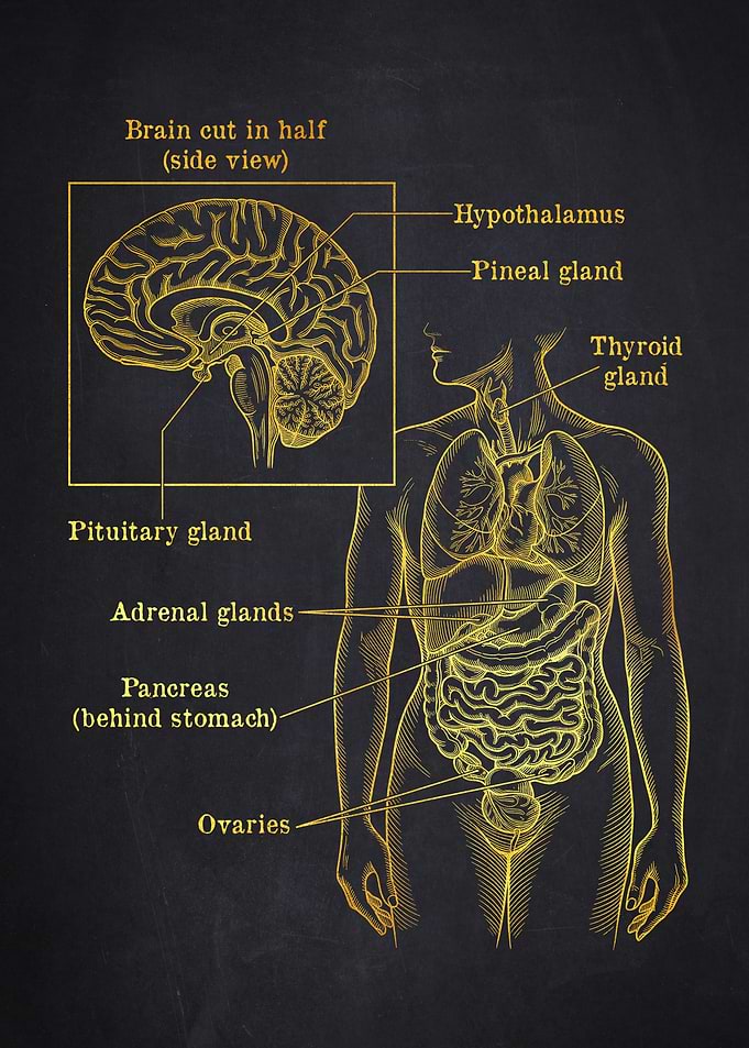 Human Endocrine System Diagram