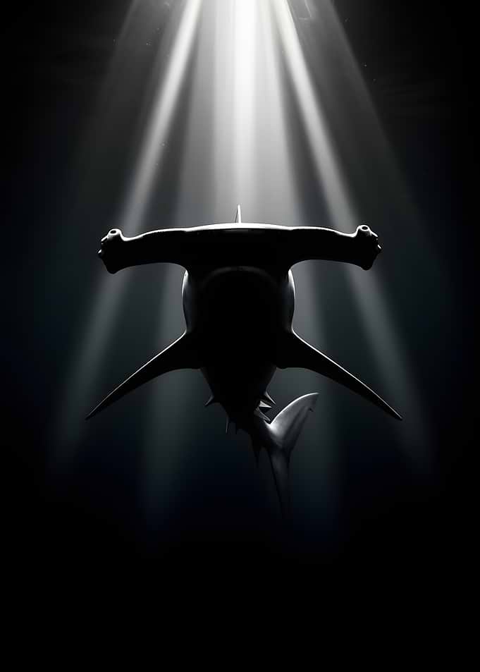 Hammerhead Shark in Spotlight