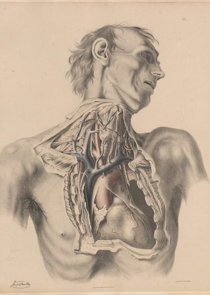 Anatomical Illustration of the Human Torso