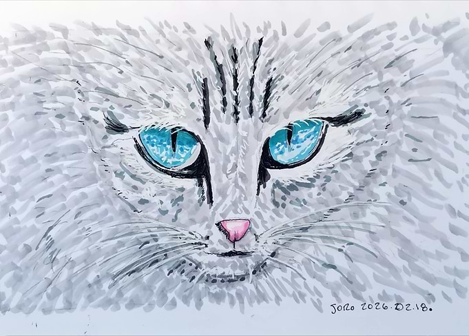 Blue Eyed Fluffy Cat