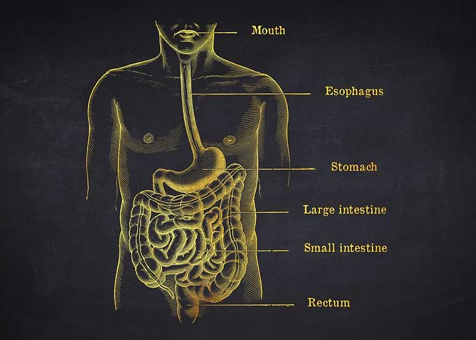 Stomach Anatomy Illustration