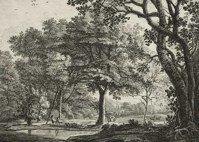 Forest scene with deer by a stream
